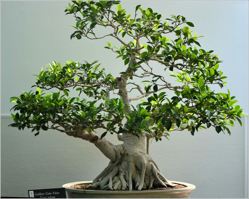 Bonsai Tree